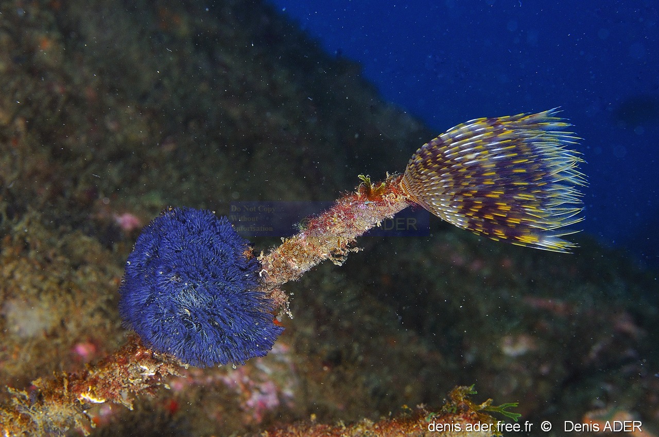 Bugula dentata Sabella spallanzanii-Acores Miguel Ile Villa O-21m-20170825-Denis-ADER-DSC_0292_tn.jpg